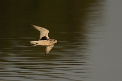 David Plant Photography - Wildlife Photography - Grey plover - E